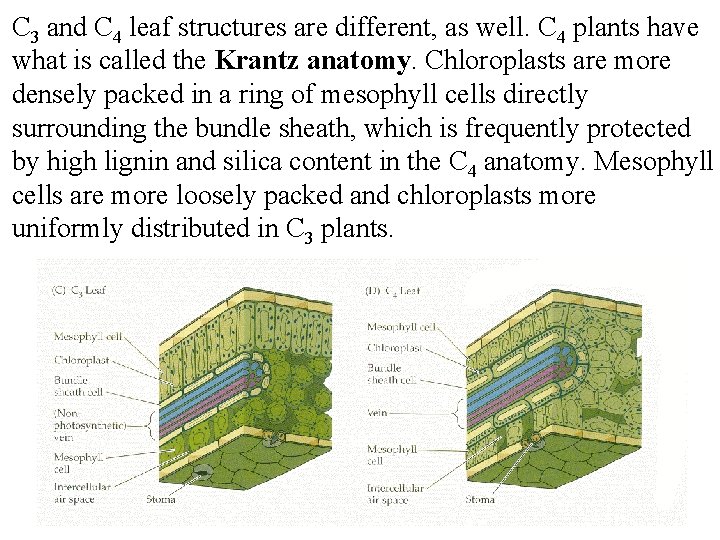 C 3 and C 4 leaf structures are different, as well. C 4 plants
