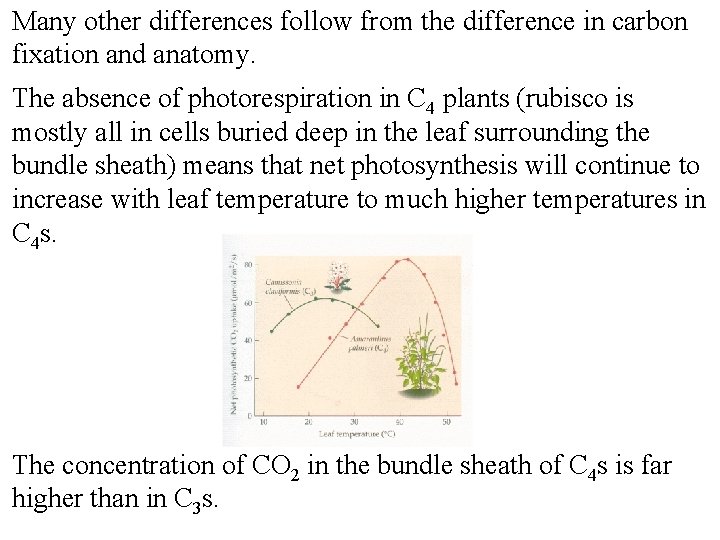 Many other differences follow from the difference in carbon fixation and anatomy. The absence