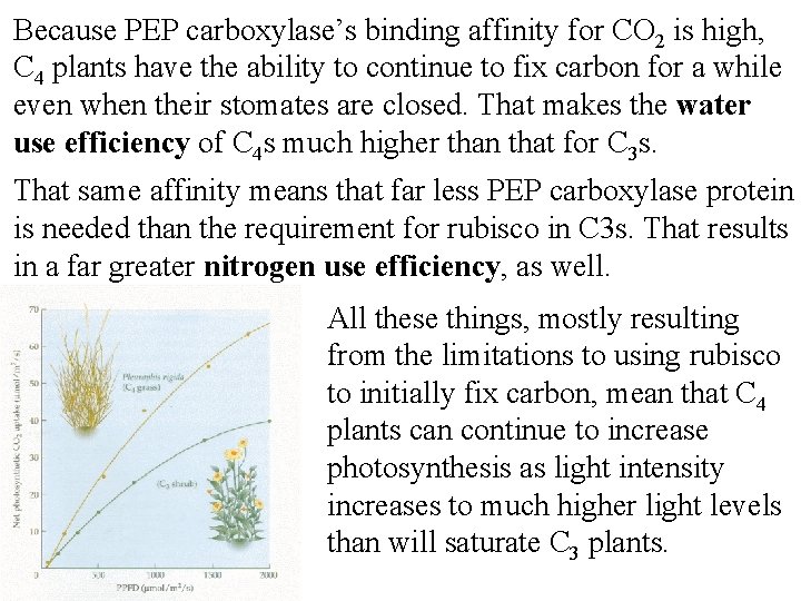 Because PEP carboxylase’s binding affinity for CO 2 is high, C 4 plants have