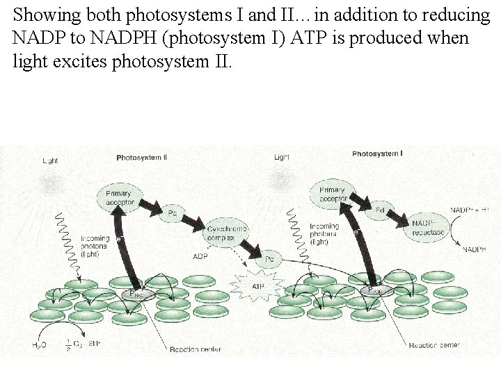 Showing both photosystems I and II…in addition to reducing NADP to NADPH (photosystem I)