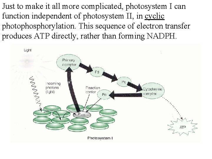 Just to make it all more complicated, photosystem I can function independent of photosystem