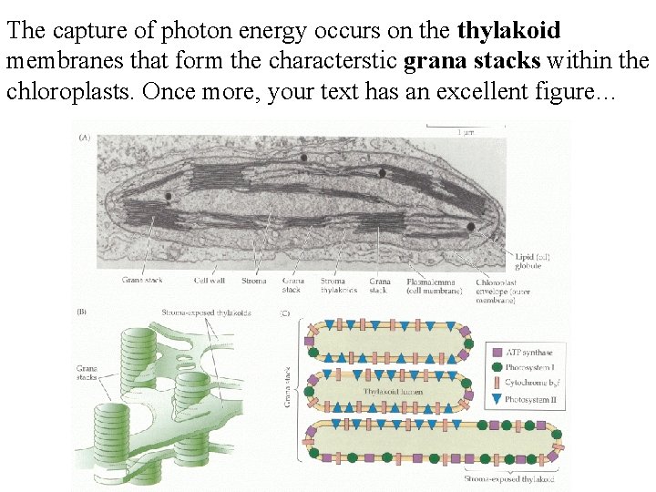 The capture of photon energy occurs on the thylakoid membranes that form the characterstic