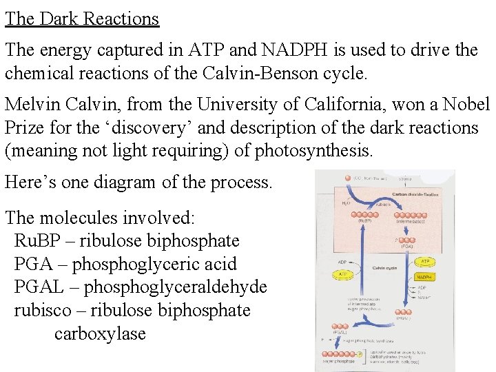 The Dark Reactions The energy captured in ATP and NADPH is used to drive