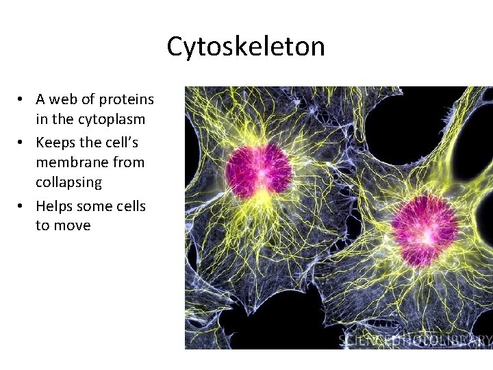 Cytoskeleton • A web of proteins in the cytoplasm • Keeps the cell’s membrane