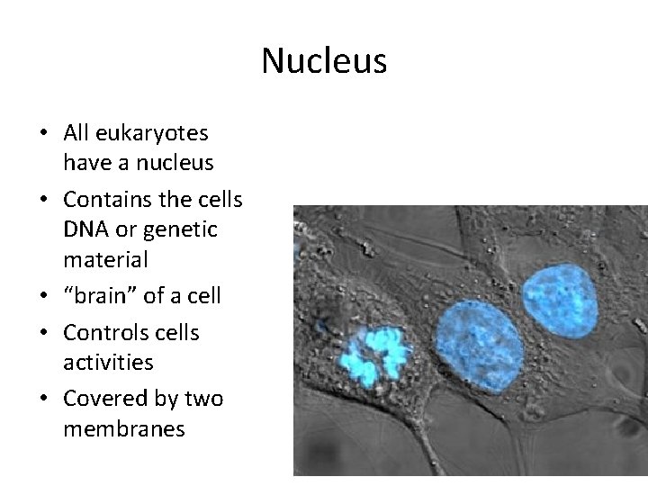 Nucleus • All eukaryotes have a nucleus • Contains the cells DNA or genetic