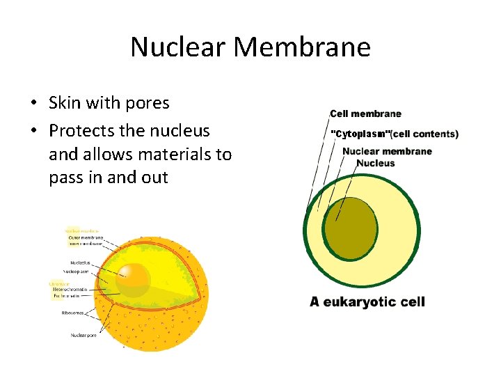 Nuclear Membrane • Skin with pores • Protects the nucleus and allows materials to