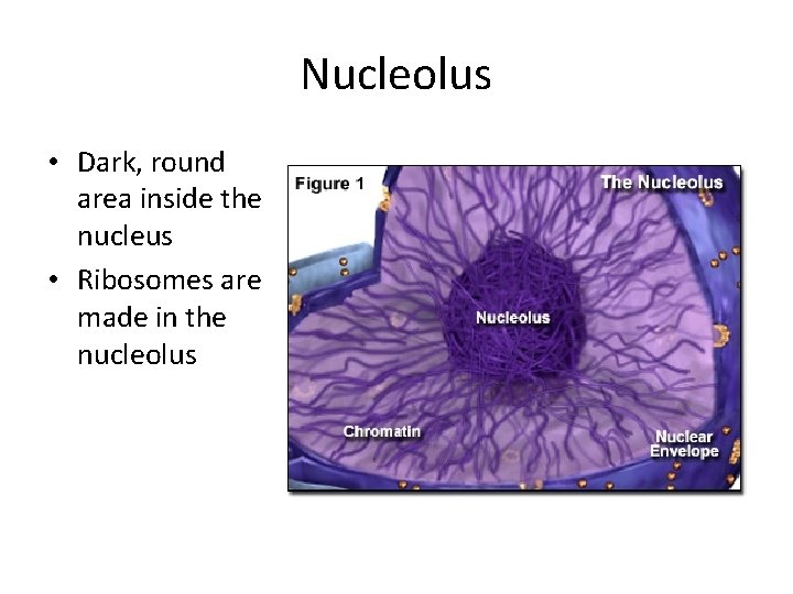 Nucleolus • Dark, round area inside the nucleus • Ribosomes are made in the