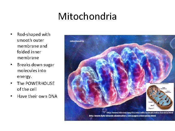 Mitochondria • Rod-shaped with smooth outer membrane and folded inner membrane • Breaks down