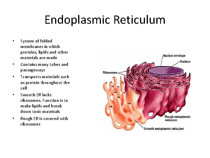 Endoplasmic Reticulum • • • System of folded membranes in which proteins, lipids and