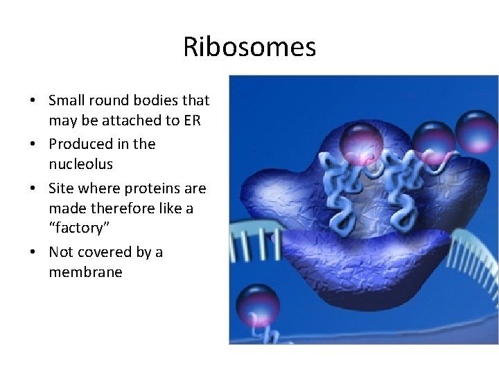 Ribosomes • Small round bodies that may be attached to ER • Produced in