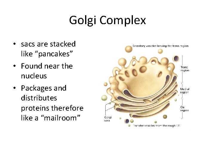 Golgi Complex • sacs are stacked like “pancakes” • Found near the nucleus •