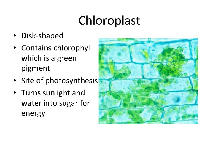 Chloroplast • Disk-shaped • Contains chlorophyll which is a green pigment • Site of