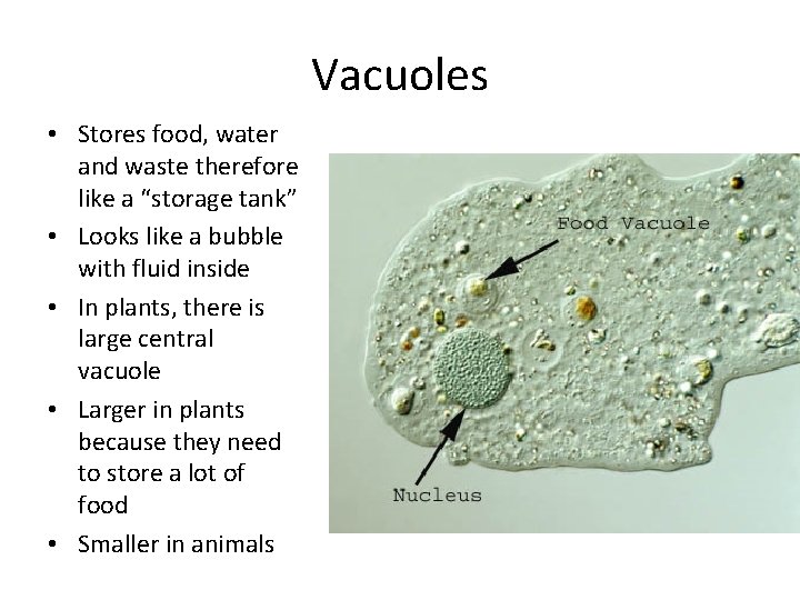 Vacuoles • Stores food, water and waste therefore like a “storage tank” • Looks