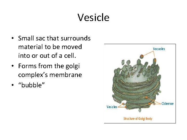 Vesicle • Small sac that surrounds material to be moved into or out of