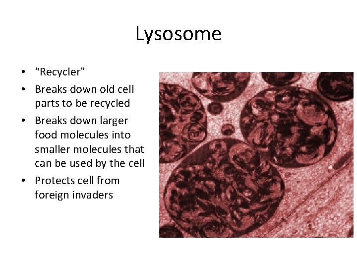 Lysosome • “Recycler” • Breaks down old cell parts to be recycled • Breaks