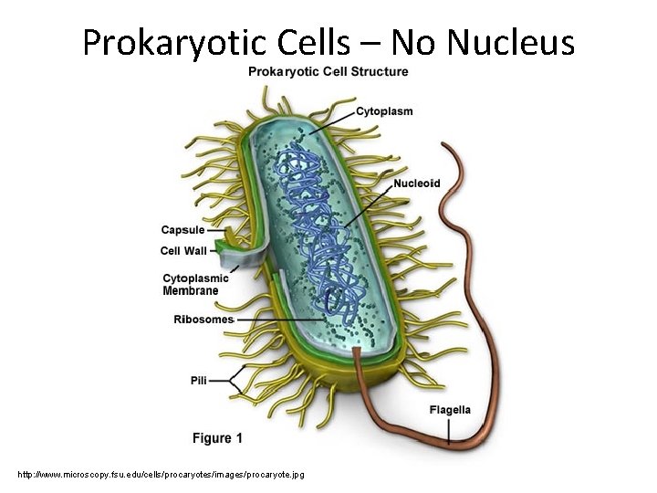Prokaryotic Cells – No Nucleus http: //www. microscopy. fsu. edu/cells/procaryotes/images/procaryote. jpg 
