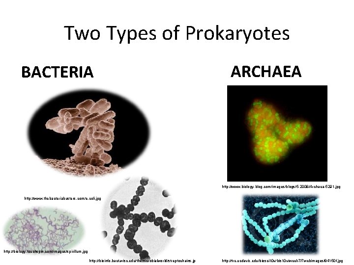 Two Types of Prokaryotes BACTERIA ARCHAEA http: //www. biology-blog. com/images/blogs/5 -2008/Archaea-5291. jpg http: //www.