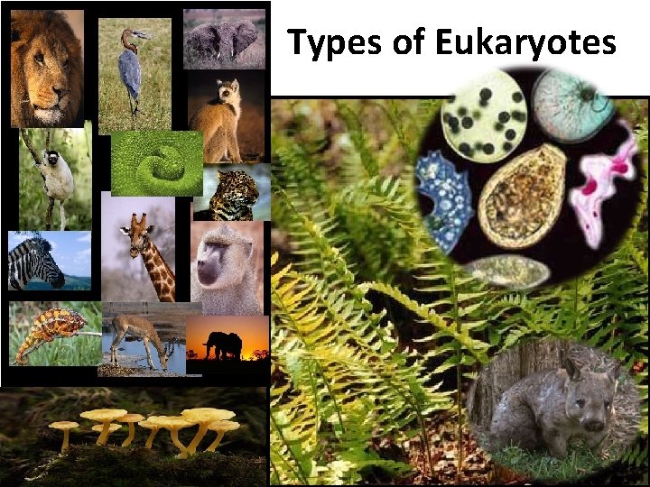 Types of Eukaryotes 