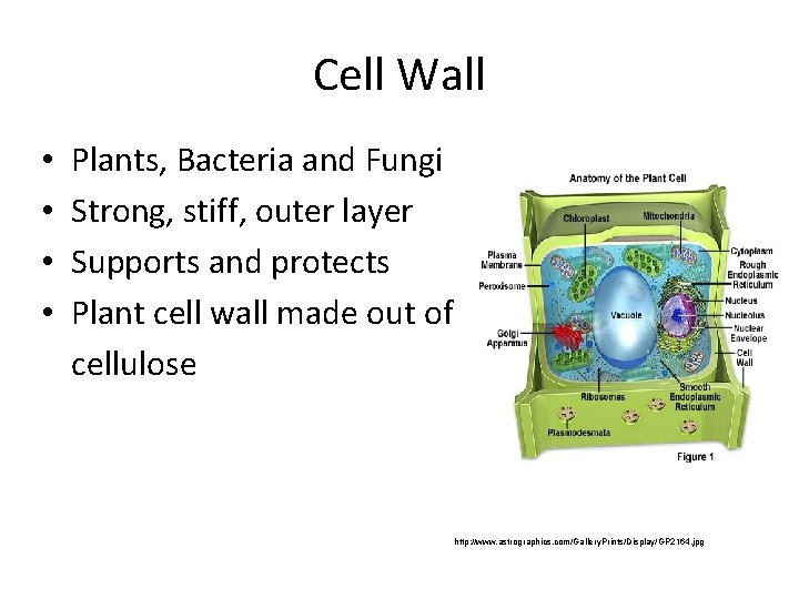 Cell Wall • • Plants, Bacteria and Fungi Strong, stiff, outer layer Supports and