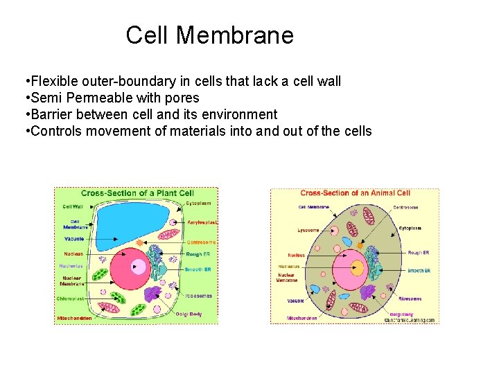 Cell Membrane • Flexible outer-boundary in cells that lack a cell wall • Semi