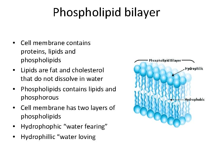Phospholipid bilayer • Cell membrane contains proteins, lipids and phospholipids • Lipids are fat