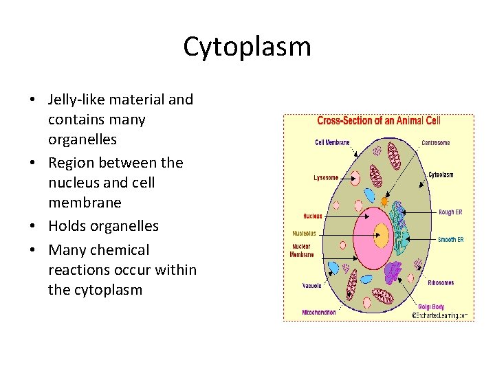 Cytoplasm • Jelly-like material and contains many organelles • Region between the nucleus and