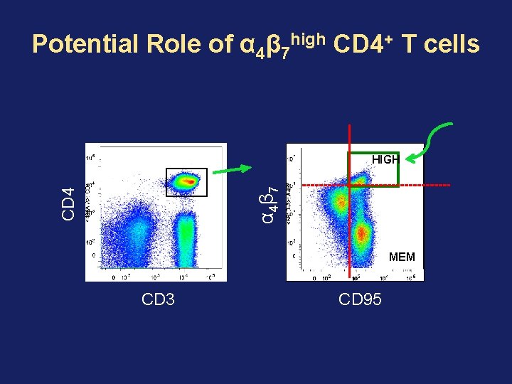 Potential Role of α 4β 7 high CD 4+ T cells CD 4 α Potential Role of α 4β 7 high CD 4+ T cells CD 4 α