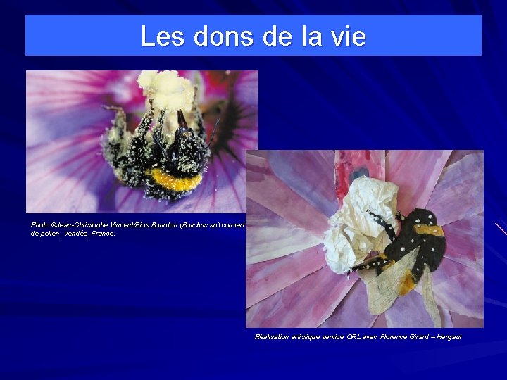 Les dons de la vie Photo ©Jean-Christophe Vincent/Bios Bourdon (Bombus sp) couvert de pollen,