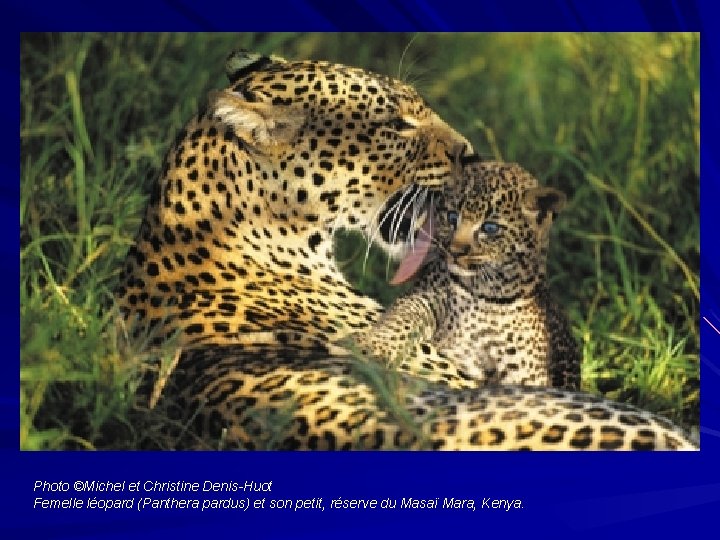 Photo ©Michel et Christine Denis-Huot Femelle léopard (Panthera pardus) et son petit, réserve du