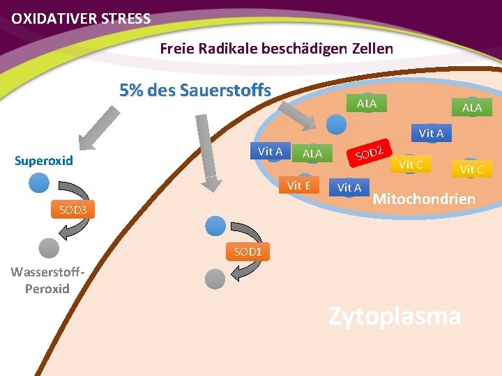 OXIDATIVER STRESS Freie Radikale beschädigen Zellen 5% des Sauerstoffs ALA Vit A Superoxid Vit