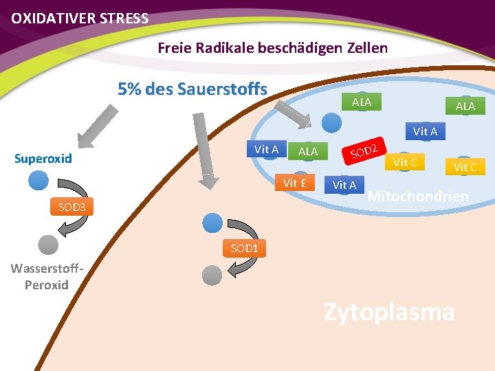 OXIDATIVER STRESS Freie Radikale beschädigen Zellen 5% des Sauerstoffs ALA Vit A Superoxid Vit