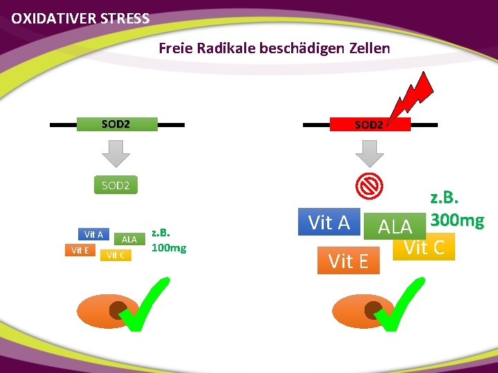 OXIDATIVER STRESS Freie Radikale beschädigen Zellen SOD 2 Vit A Vit E ALA Vit