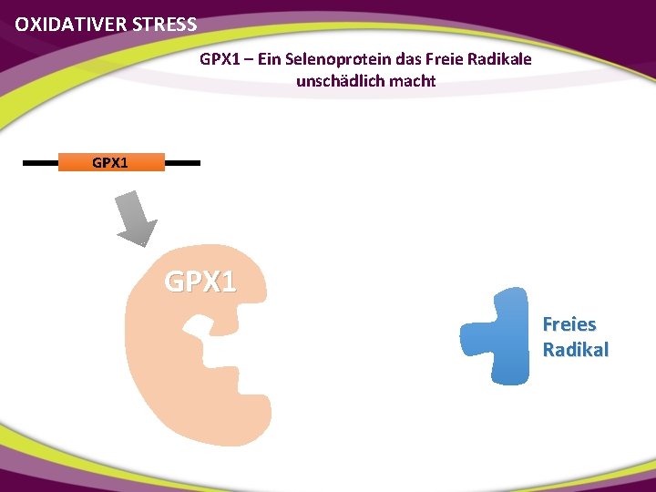 OXIDATIVER STRESS GPX 1 – Ein Selenoprotein das Freie Radikale unschädlich macht GPX 1