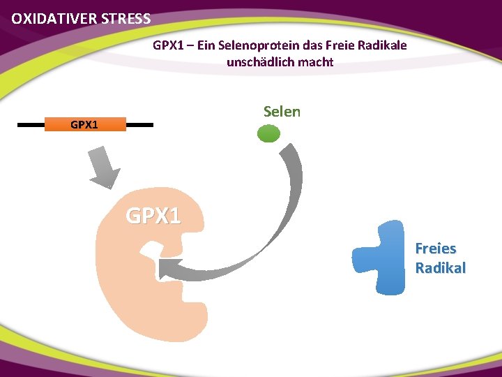 OXIDATIVER STRESS GPX 1 – Ein Selenoprotein das Freie Radikale unschädlich macht Selen GPX