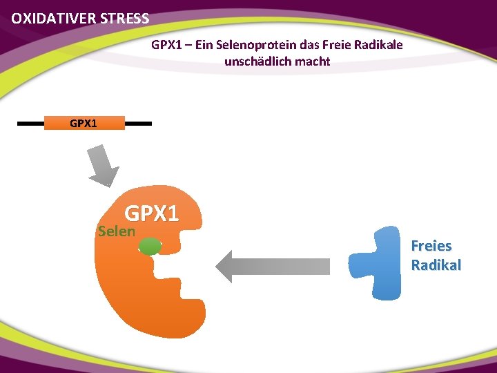 OXIDATIVER STRESS GPX 1 – Ein Selenoprotein das Freie Radikale unschädlich macht GPX 1