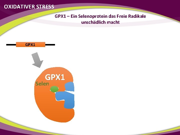 OXIDATIVER STRESS GPX 1 – Ein Selenoprotein das Freie Radikale unschädlich macht GPX 1