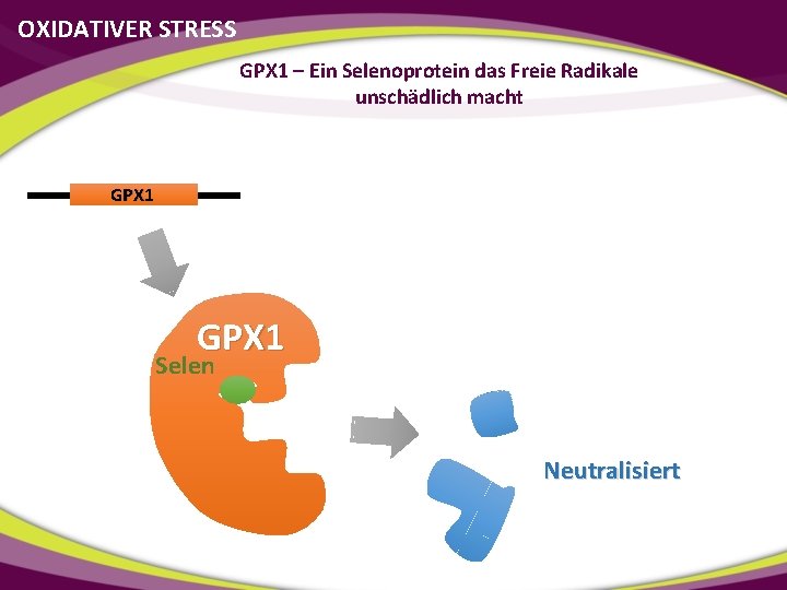 OXIDATIVER STRESS GPX 1 – Ein Selenoprotein das Freie Radikale unschädlich macht GPX 1