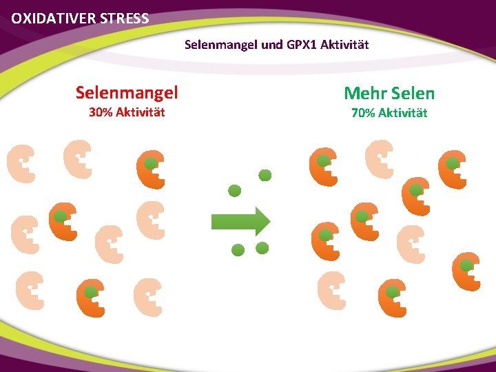 OXIDATIVER STRESS Selenmangel und GPX 1 Aktivität Selenmangel 30% Aktivität Mehr Selen 70% Aktivität