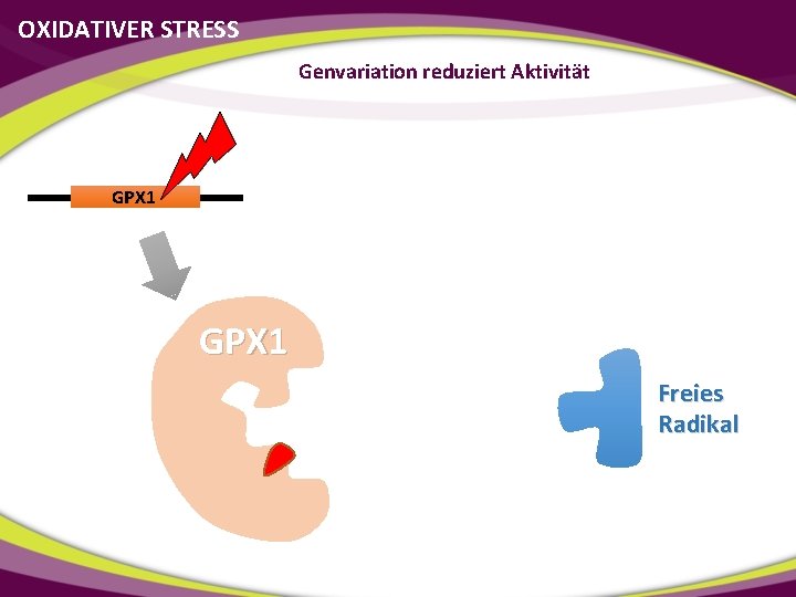 OXIDATIVER STRESS Genvariation reduziert Aktivität GPX 1 Freies Radikal 