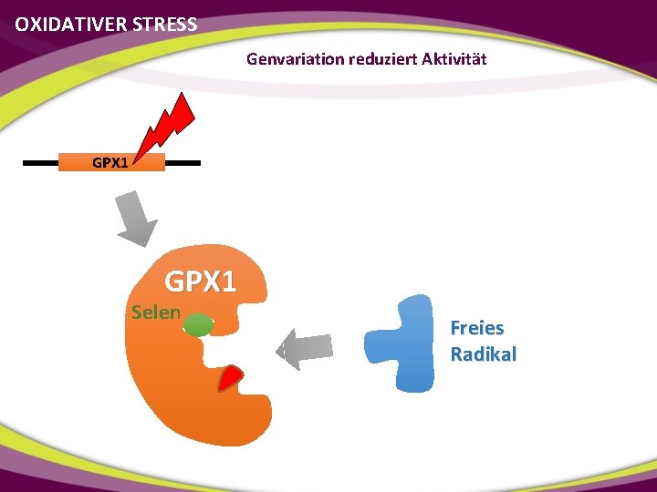 OXIDATIVER STRESS Genvariation reduziert Aktivität GPX 1 Selen Freies Radikal 