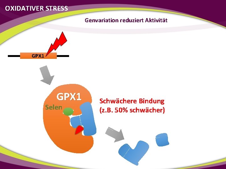 OXIDATIVER STRESS Genvariation reduziert Aktivität GPX 1 Selen Schwächere Bindung (z. B. 50% schwächer)