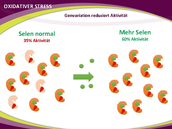 OXIDATIVER STRESS Genvariation reduziert Aktivität Selen normal 35% Aktivität Mehr Selen 60% Aktivität 