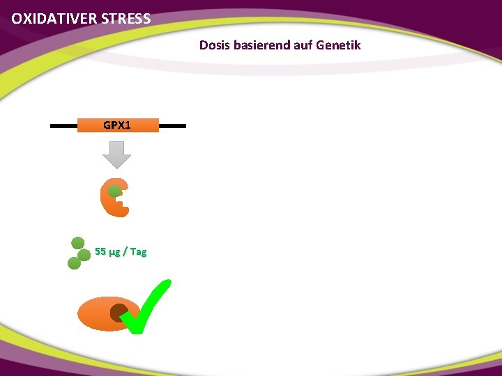OXIDATIVER STRESS Dosis basierend auf Genetik GPX 1 55 µg / Tag 