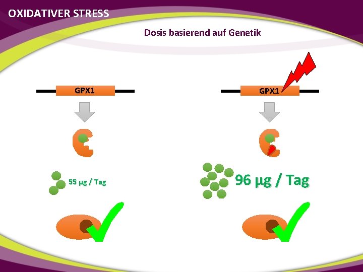 OXIDATIVER STRESS Dosis basierend auf Genetik GPX 1 55 µg / Tag GPX 1