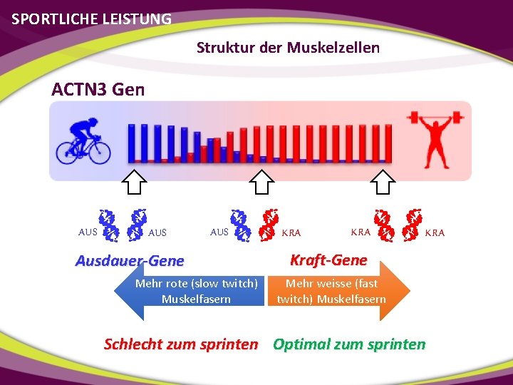 SPORTLICHE LEISTUNG Struktur der Muskelzellen ACTN 3 Gen AUS AUS Ausdauer-Gene Mehr rote (slow