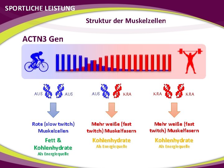 SPORTLICHE LEISTUNG Struktur der Muskelzellen ACTN 3 Gen AUS AUS KRA KRA Rote (slow