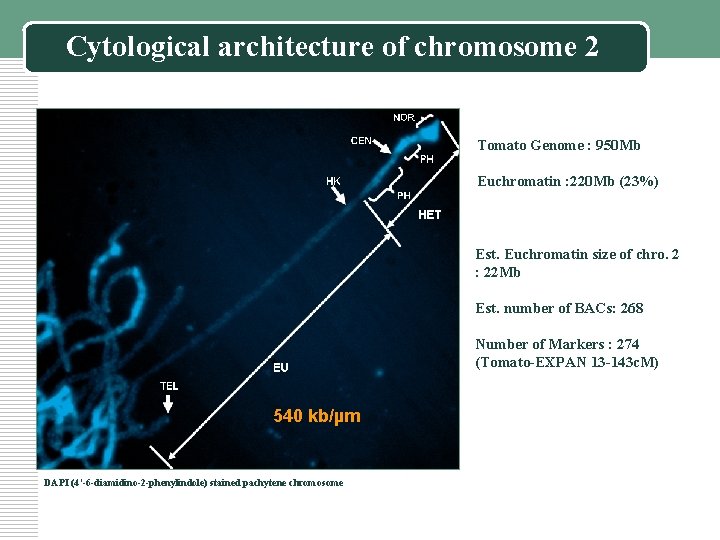 Cytological architecture of chromosome 2 Tomato Genome : 950 Mb Euchromatin : 220 Mb