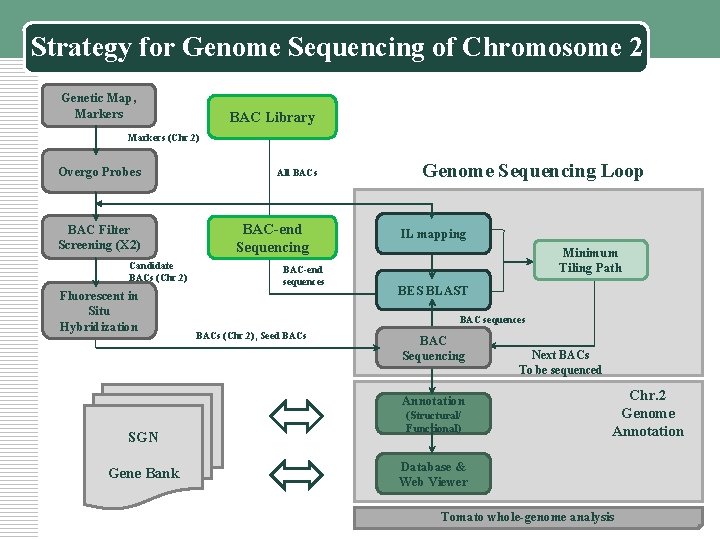 Strategy for Genome Sequencing of Chromosome 2 Genetic Map, Markers BAC Library Markers (Chr.