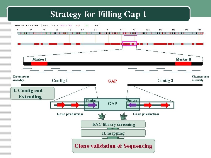 Strategy for Filling Gap 1 Marker I Chromosome assembly Marker II Contig 1 Contig