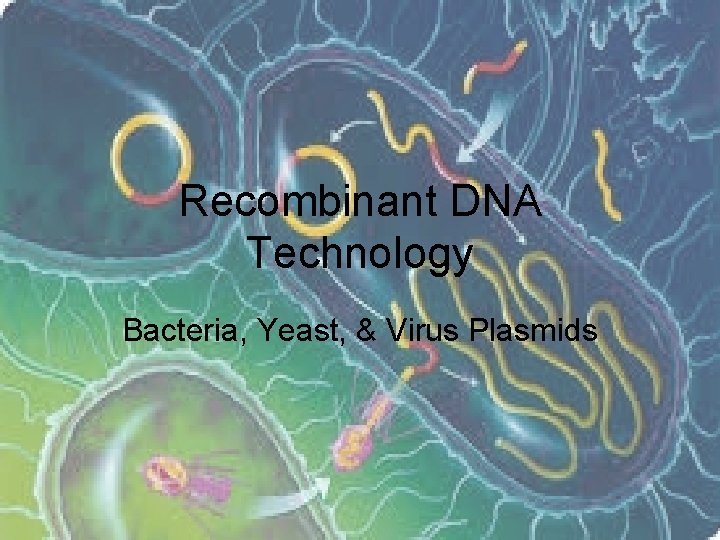 Recombinant DNA Technology Bacteria, Yeast, & Virus Plasmids 